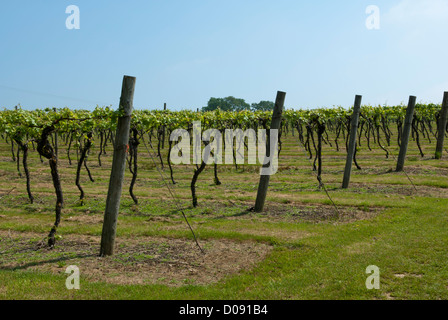 Reben wachsen in Biddenden Vineyards, Biddenden, Ashford, Kent, England. Stockfoto