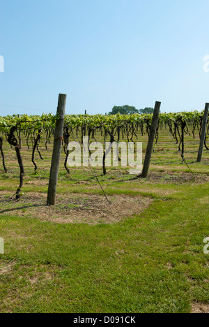 Reben wachsen in Biddenden Vineyards, Biddenden, Ashford, Kent, England. Stockfoto