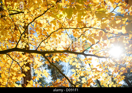 Tageslicht strömt durch herbstliche Birke fährt um Haldon Wald, Haldon Hügel in der Nähe von Exeter, Devon Stockfoto