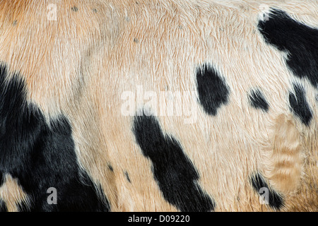 Indische Kuh Fell Fell Textur Stockfoto