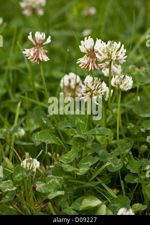 Weiß-Klee (Trifolium Repens) in Blüte, Nahaufnahme, auf der Weide Stockfoto