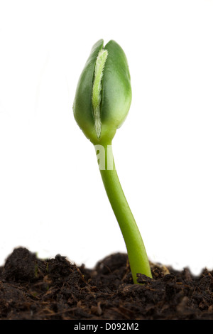 Kleine Pflanze von Soja auf weißem Hintergrund Stockfoto