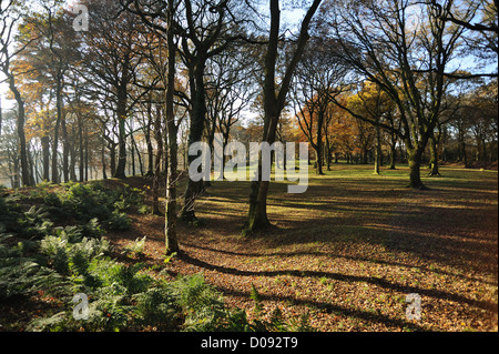 Herbstliche Bäume in lebendigen Grüns, Browns & Gold Blackbury Camp in East Devon Stockfoto