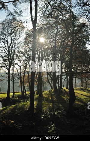 Sonne durch herbstliche Bäume grün und braun im Blackbury Camp in East Devon Stockfoto