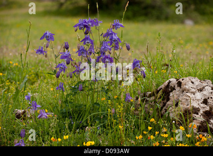 Gemeinsamen Akelei (Aquilegia Vulgaris) Picos de Europa, Spanien, Europa Stockfoto