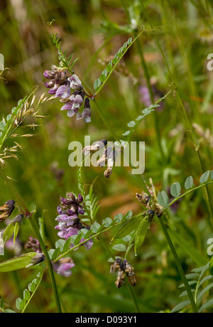 Bush-Wicke (Vicia Sepium) in Blüte, Frühling. Stockfoto