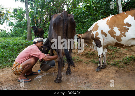 MELKEN EINER KUH BAUERNHOF NEDUNGOLAM KERALA SÜD-INDIEN ASIENS Stockfoto