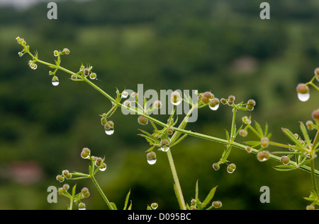 Hackmesser (Galium Aparine) in Obst, nach Regen, Nahaufnahme Stockfoto