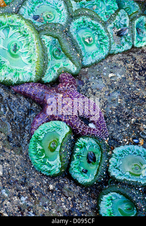 WASHINGTON - Ocker Seesterne und Anemonen, die bei Ebbe in der Gezeitenzone am Strand 4 in Olympic Nationalpark ausgesetzt. Stockfoto