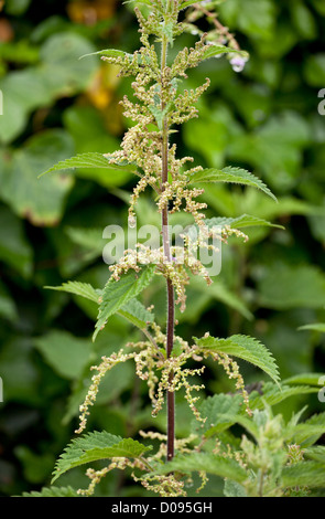 Brennnessel (Urtica Dioica) in Blüte, Nahaufnahme Stockfoto