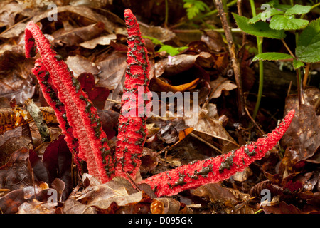 Oktopus Stinkmorchel (Clathrus Archeri) close-up. Pilz, eingeführt aus Australien, eingebürgert in Europa Stockfoto