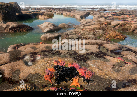 Ocker Seesterne, Anemonen und Muscheln bei Ebbe in der Gezeitenzone auf den Offshore-Felsen in Olympic Nationalpark ausgesetzt. Stockfoto