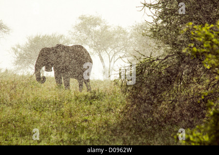 Elefanten in einem Regen, Tarangire Nationalpark, Tansania, Afrika Stockfoto