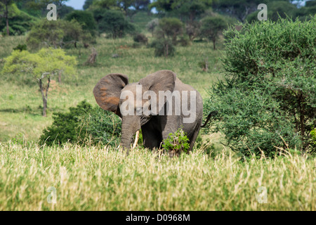 Elefant, Tarangire Nationalpark, Tansania, Afrika Stockfoto