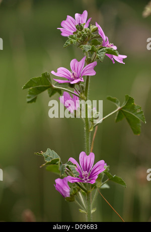 Malve (Malva Sylvestris) in Blüte, Nahaufnahme Stockfoto