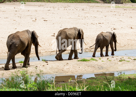 Elefant, Tarangire Nationalpark, Tansania, Afrika Stockfoto