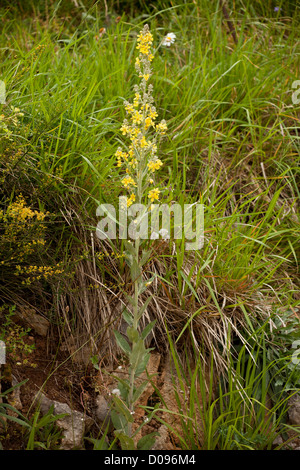 Gelb blühende Form von weißen Königskerze (Verbascum Lychnitis) in Blüte Stockfoto