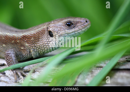 Europäischen gemeinen Eidechse (Lacerta Vivipara, Zootoca Vivipara), Europa, Estland Stockfoto