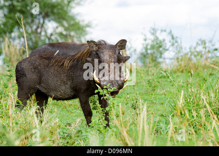 Warzenschwein Ferkel, Tarangire Nationalpark, Tansania, Afrika Stockfoto