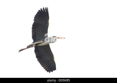 Graue Reiher (Ardea Cinerea) auf der Flucht vor weißem Hintergrund Stockfoto