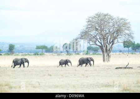 Afrikanischer Elefant Loxodonta Africana Spaziergang durch Trockenrasen Mikumi Wildreservat. Südlichen Tansania. Afrika