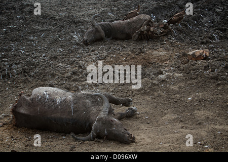 Totes Wasserbüffel Buffalo Syncerus Caffer aufgrund der Trockenheit Mikumi Nationalpark. Südlichen Tansania. Afrika Stockfoto