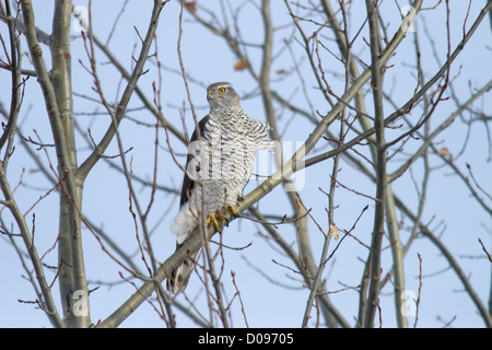 Erwachsenen Habicht (Accipiter Gentilis), Europa Stockfoto
