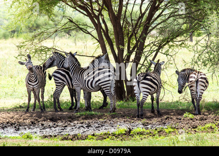 Zebra, Tarangire Nationalpark, Tansania, Afrika Stockfoto