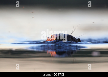 Europäischer Biber (Castor Fiber) schwimmen. Europa Stockfoto