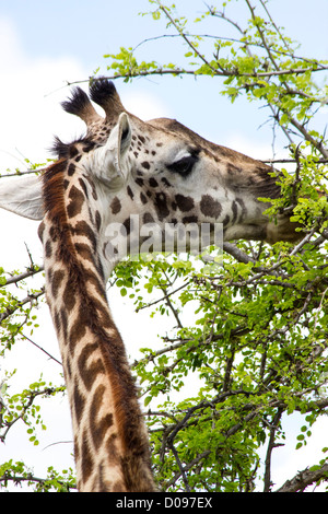 Giraffe im Tarangire Nationalpark, Tansania, Afrika Stockfoto