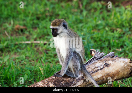 Samt Affe, Tarangire Nationalpark, Tansania, Afrika Stockfoto