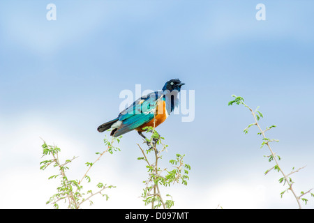 Superb Starling (Glanzstare Superbus), Tarangire Nationalpark, Tansania, Afrika Stockfoto