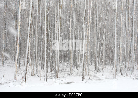 Schneefall in den Wald. Europa, Estland Stockfoto