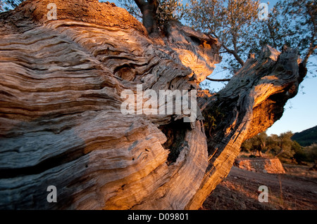 hundertjährigen Olivenbäumen aus Mittelmeer Mallorca Insel in Spanien Stockfoto