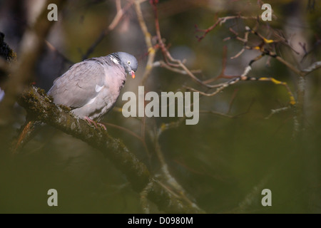 Woodpigeon (Columba Palumbus), Estland, Europa. Stockfoto