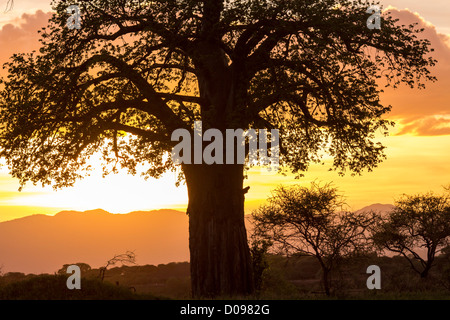 Der Tarangire National Park. Tansania Afrika Stockfoto