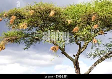 Akazie Tarangire Nationalpark. Tansania Afrika Stockfoto