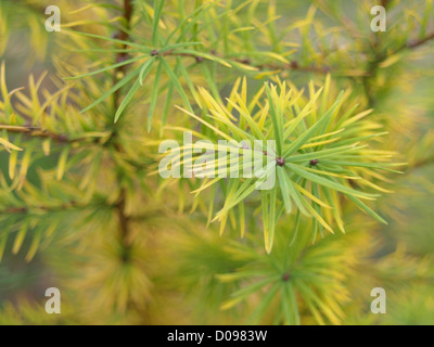 Lärche in herbstlichen Farben / Lärche in Herbstlichen Farben Stockfoto