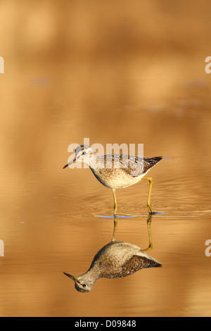 Bruchwasserläufer (Tringa Glareola) ist auf der Suche nach Nahrung im Abendlicht. Europa Stockfoto