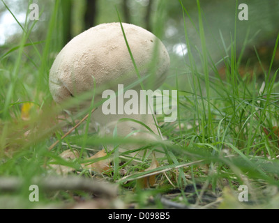 Stößel Puffball / Lycoperdon Excipuliforme / Beutel-Stäubling Stockfoto