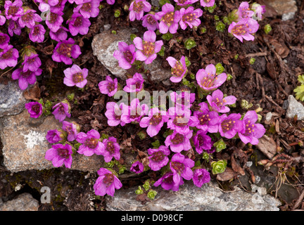Lila Steinbrech (Saxifraga Oppositifolia) in Blüte in großer Höhe, Frühjahr. Stockfoto