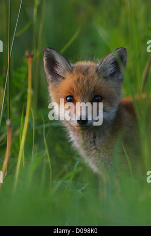 Kit der Rotfuchs (Vulpes Vulpes) Stockfoto