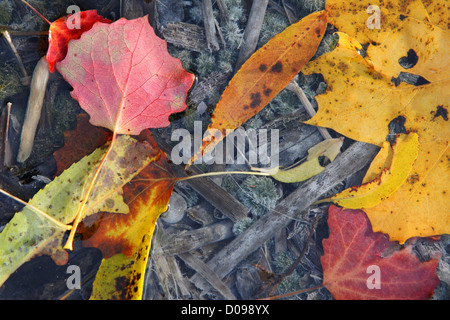 Herbstliche Blätter in Wasser, Boden des Sees auf Hintergrund. Europa Stockfoto