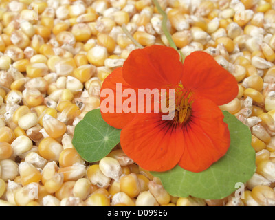 auf Maissaatgut Kapuzinerkresse / Tropaeolum, Zea Mays / Kapuzinerkresse Auf Mais Samen Stockfoto