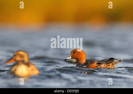 Pfeifenten (Anas Penelope), Europa Stockfoto