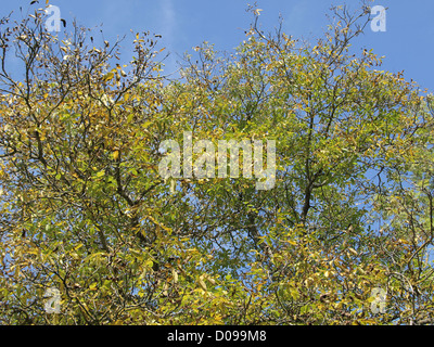 Walnussbaum in herbstlichen Farben / Juglans Regia / Walnussbaum in Herbstlichen Farben Stockfoto