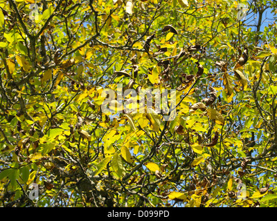 Walnussbaum in herbstlichen Farben / Juglans Regia / Walnussbaum in Herbstlichen Farben Stockfoto