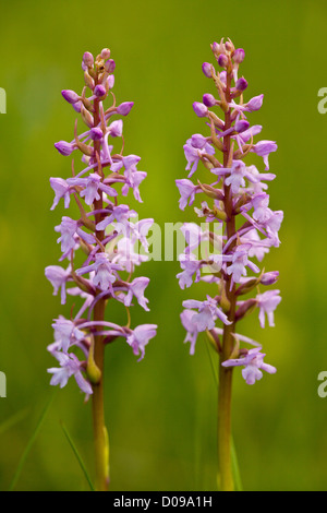 Duftende Orchideen (Gymnadenia Conopsea) in Blüte in Kalkstein Grünland, Nahaufnahme Stockfoto