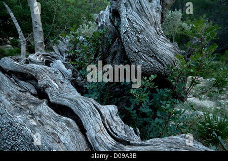 hundertjährigen Olivenbäumen aus Mittelmeer Mallorca Insel in Spanien Stockfoto