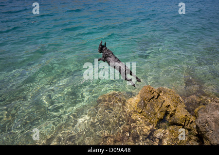 Schwarze Cocker Spaniel springt ins Meer Hvar Crioatia Stockfoto